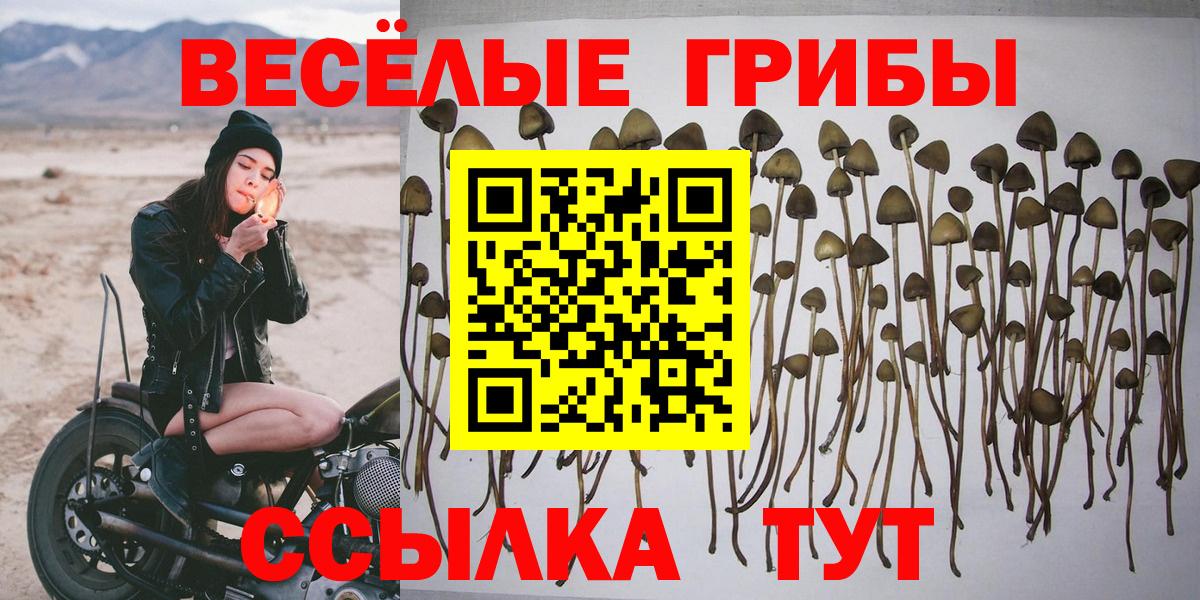 Волхов  Псилоцибиновые грибы Psilocybine cubensis  Вход с VPN 